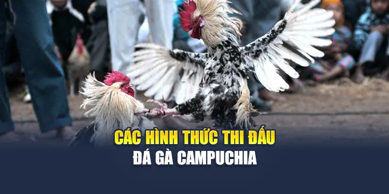 Top hình thức thi đấu đá gà Campuchia