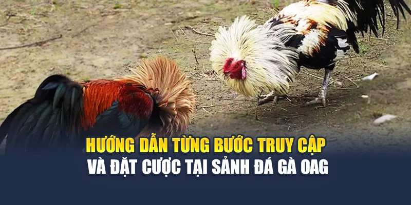 Hướng dẫn từng bước truy cập và đặt cược tại sảnh đá gà OAG
