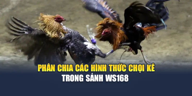 Phân chia các hình thức chọi kê trong sảnh WS168 