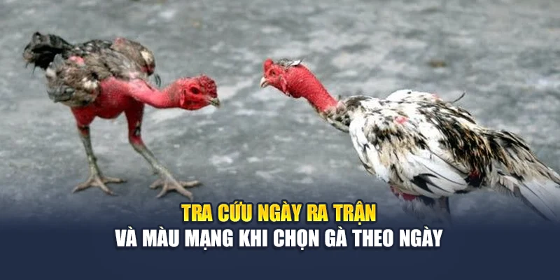 Tra cứu ngày ra trận và màu mạng khi chọn gà theo ngày