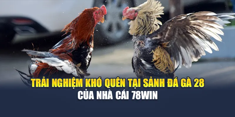Trải Nghiệm Khó Quên Tại Sảnh Đá Gà 28 Của Nhà Cái 78WIN