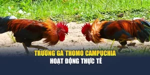 Trường gà Thomo Campuchia hoạt động thực tế