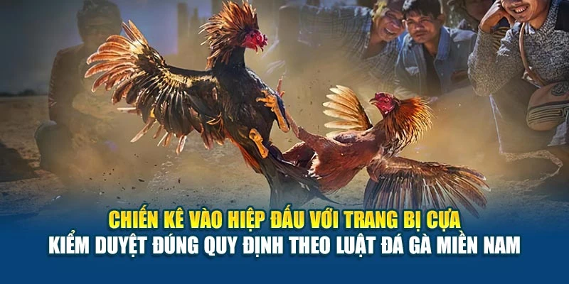 Chiến kê vào hiệp đấu với trang bị cựa kiểm duyệt đúng quy định theo luật đá gà miền Nam