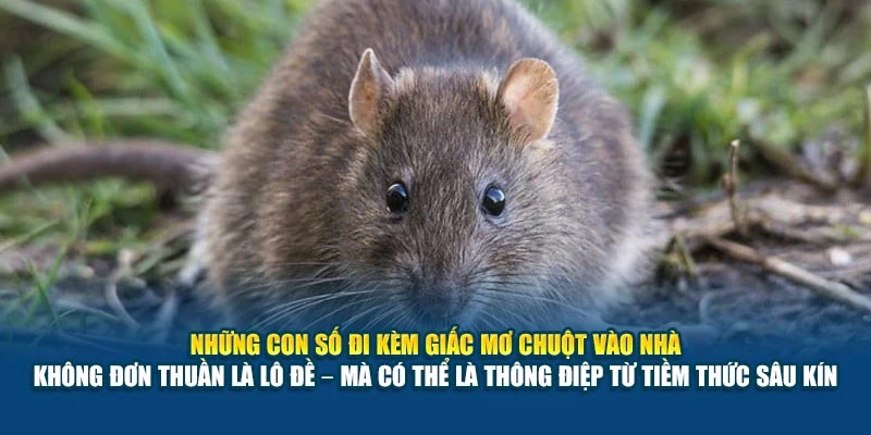 Những con số đi kèm giấc mơ chuột vào nhà không đơn thuần là lô đề – mà có thể là thông điệp từ tiềm thức sâu kín