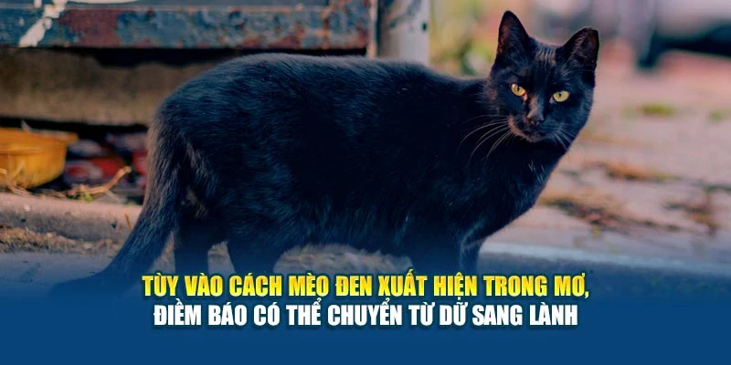 Mơ Thấy Mèo Đen Có Điềm Gì? Ý Nghĩa Hên Hay Xui? 5 Tùy vào cách mèo đen xuất hiện trong mơ, điềm báo có thể chuyển từ dữ sang lành